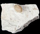 Eocene Aged Fossil Snake Egg - Bouxwiller, France #12967-1